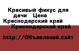 Красивый фикус для дачи › Цена ­ 500 - Краснодарский край  »    . Краснодарский край